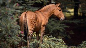 Μισή ζέβρα μισό άλογο… ένα πανέμορφο υβρίδιο ζώου